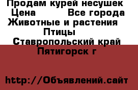 Продам курей несушек › Цена ­ 350 - Все города Животные и растения » Птицы   . Ставропольский край,Пятигорск г.